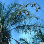 cape weaver nests