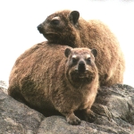 dassie